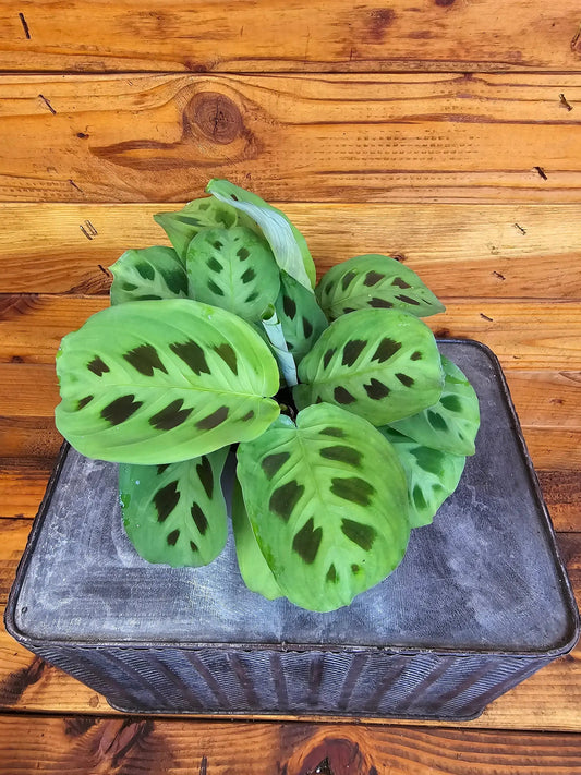 - image on Tampa Home & Garden Store