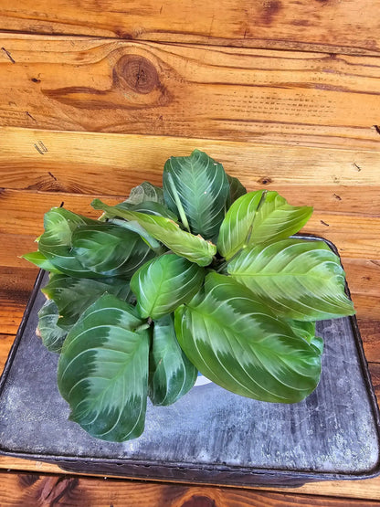- image on Tampa Home & Garden Store