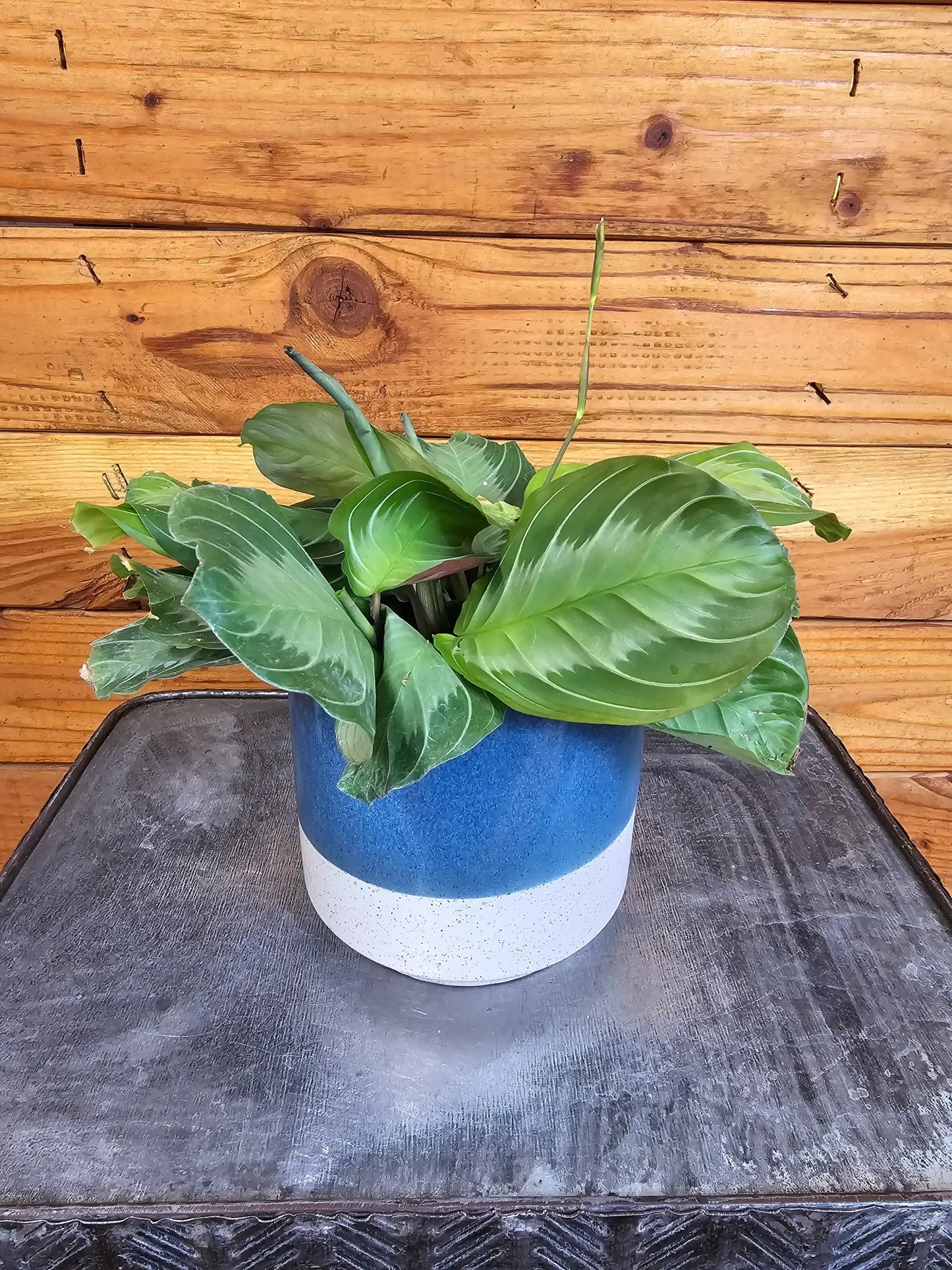 - image on Tampa Home & Garden Store