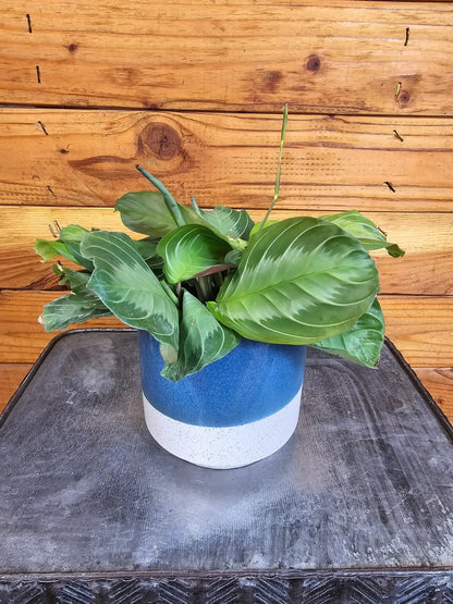 - image on Tampa Home & Garden Store