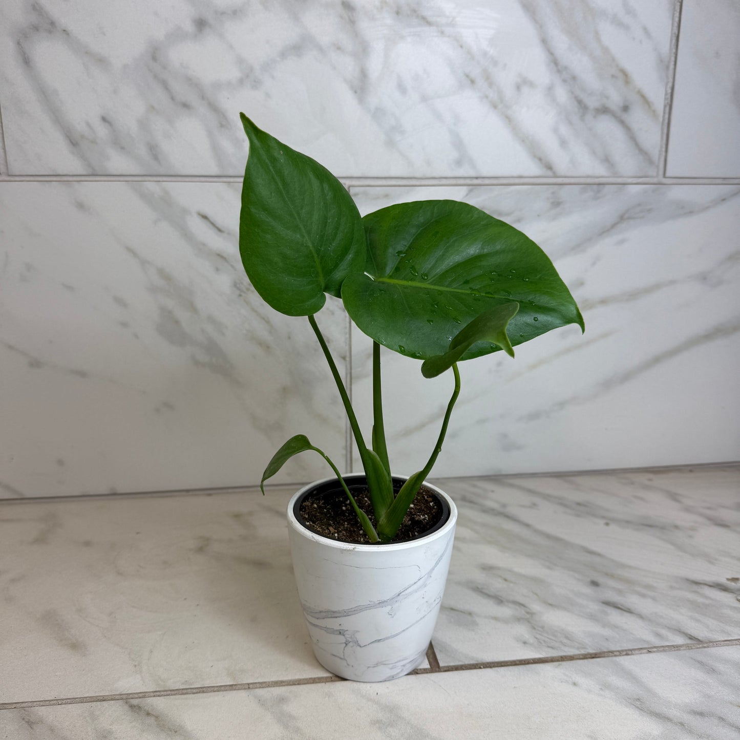 Monstera Deliciosa Split Leaf, 4" Plant