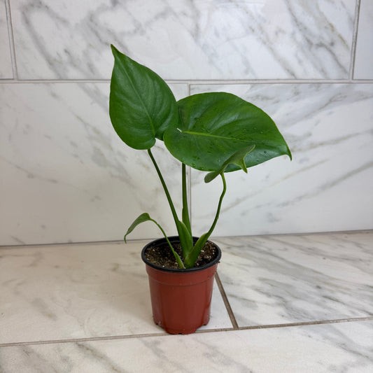 Monstera Deliciosa Split Leaf, 4" Plant