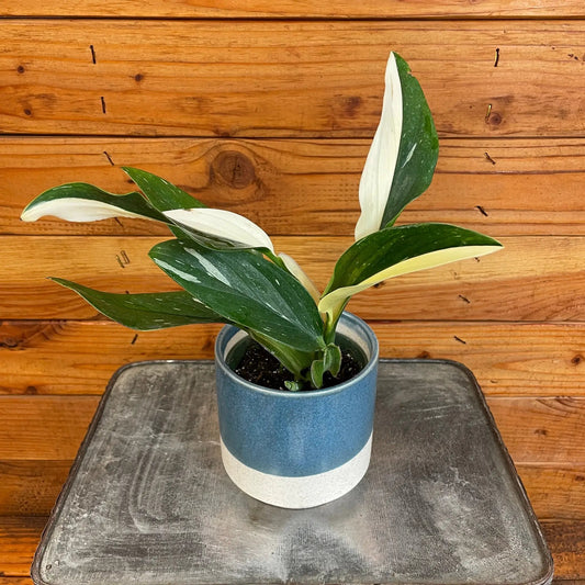 Monstera Standleyana Variegata 4-inch plant in blue ceramic pot; variegated leaves The Plant Farm on Tampa Home & Garden Store