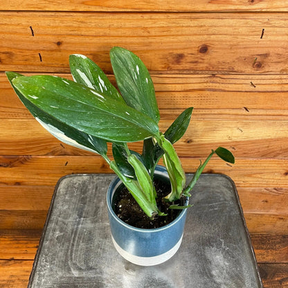 Monstera Standleyana Variegata Plant 4 Inch