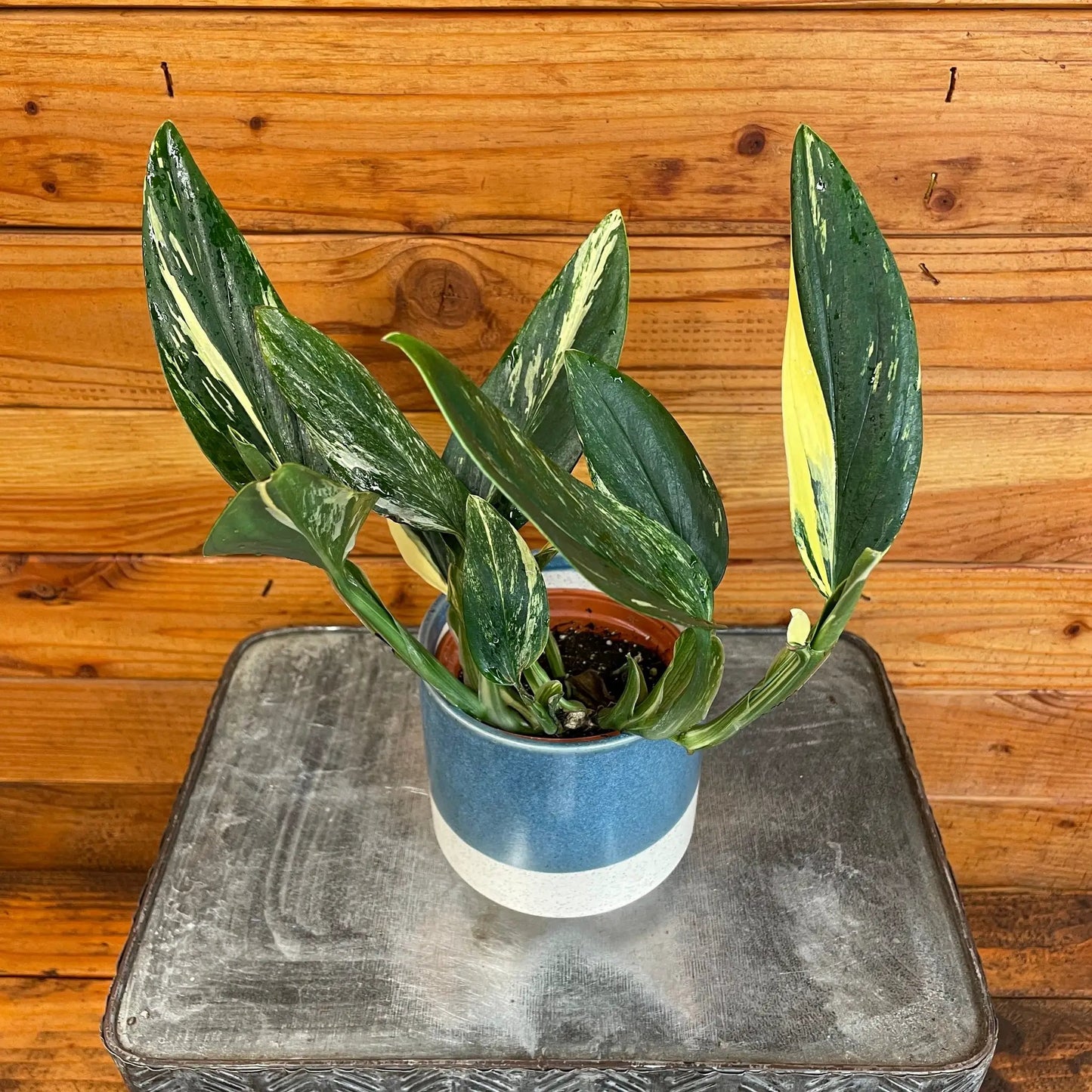 Monstera Standleyana Variegata Plant 4 Inch