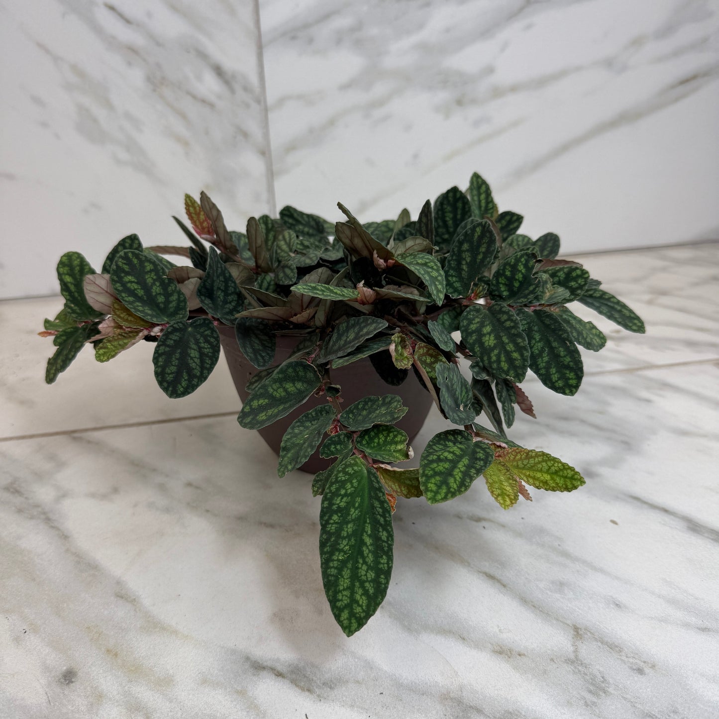 Pellionia Daveauana 6in plant with variegated green leaves and pink new growth The Plant Farm® on Tampa Home & Garden Store