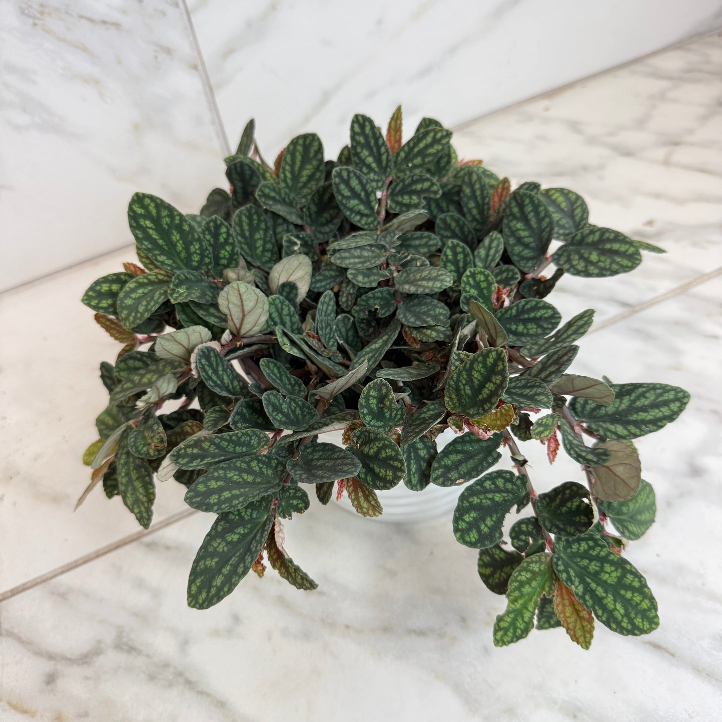 Pellionia Daveauana 6-inch potted plant with green leaves and pink new growth The Plant Farm® on Tampa Home & Garden Store