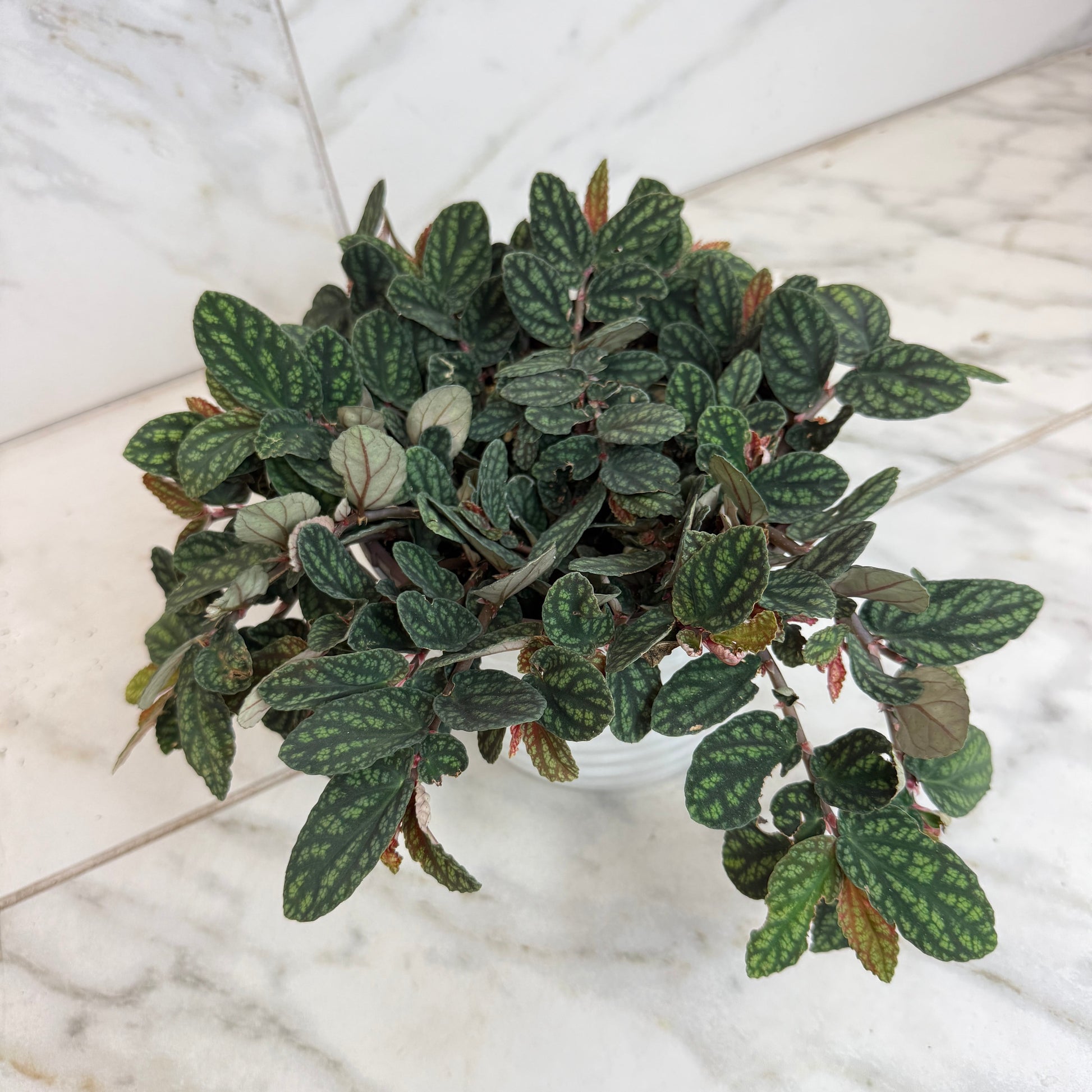 Pellionia Daveauana 6-inch potted plant with green leaves and pink new growth The Plant Farm® on Tampa Home & Garden Store