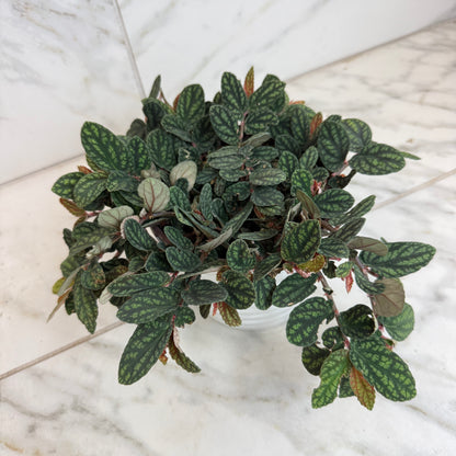 Pellionia Daveauana 6-inch potted plant with green leaves and pink new growth The Plant Farm® on Tampa Home & Garden Store