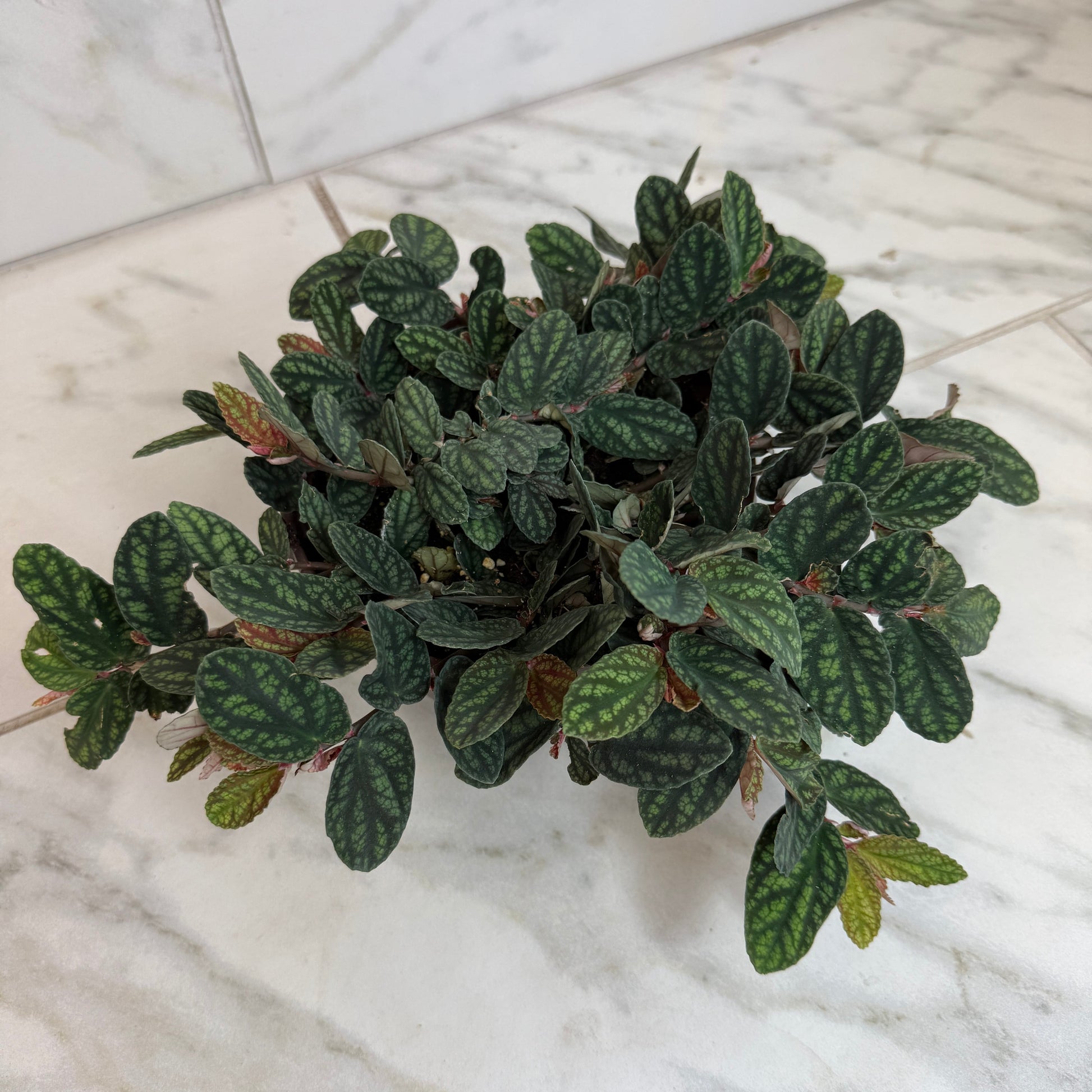 Pellionia Daveauana plant, 6-inch pot with variegated dark green leaves The Plant Farm® on Tampa Home & Garden Store