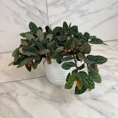 Pellionia Daveauana 6in potted plant The Plant Farm variegated green leaves pink undersides on Tampa Home & Garden Store