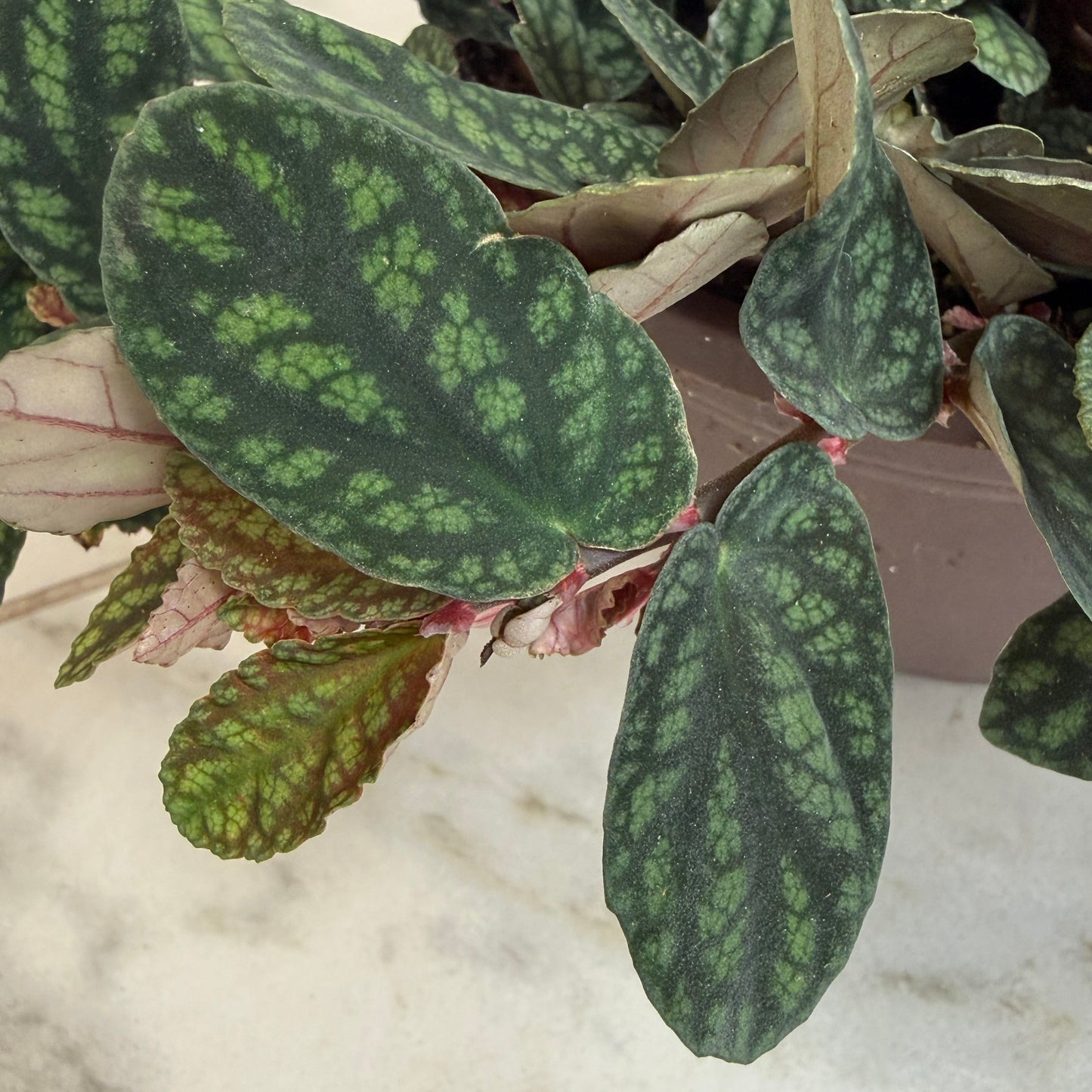 Pellionia Daveauana 6in plant with dark green leaves and lime variegation on Tampa Home & Garden Store