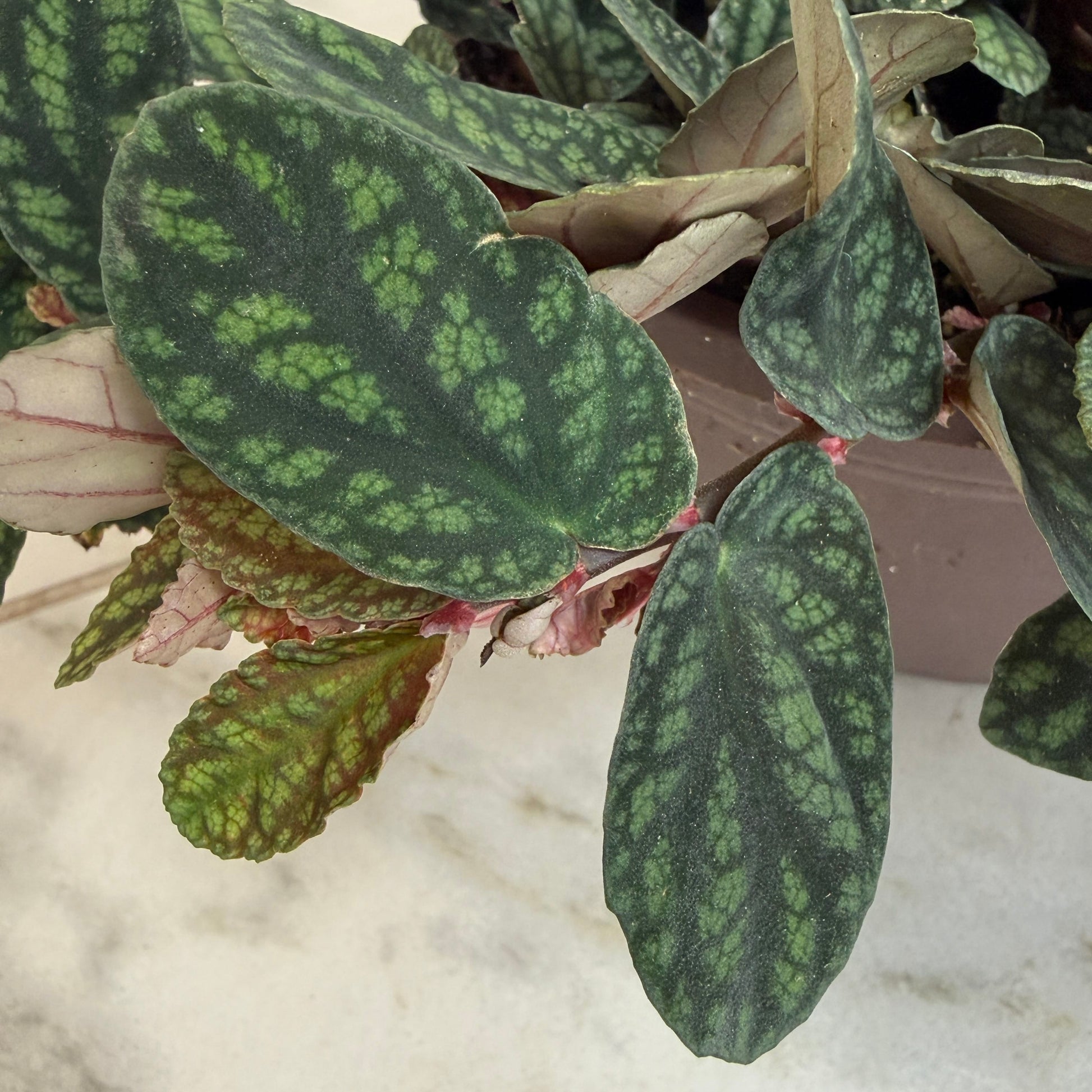 Pellionia Daveauana 6in plant with dark green leaves and lime variegation on Tampa Home & Garden Store