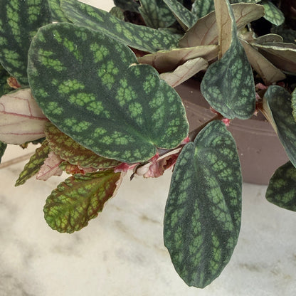 Pellionia Daveauana 6in plant with dark green leaves and lime variegation on Tampa Home & Garden Store