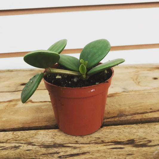 Peperomia Hope 2in plant in terracotta pot with thick glossy green leaves on Tampa Home & Garden Store