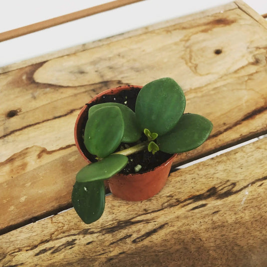 Peperomia Hope 2in plant with round green leaves in a small pot The Plant Farm houseplant on Tampa Home & Garden Store