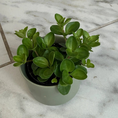Peperomia Jitterbug 2 Inch Plant for Indoor Use