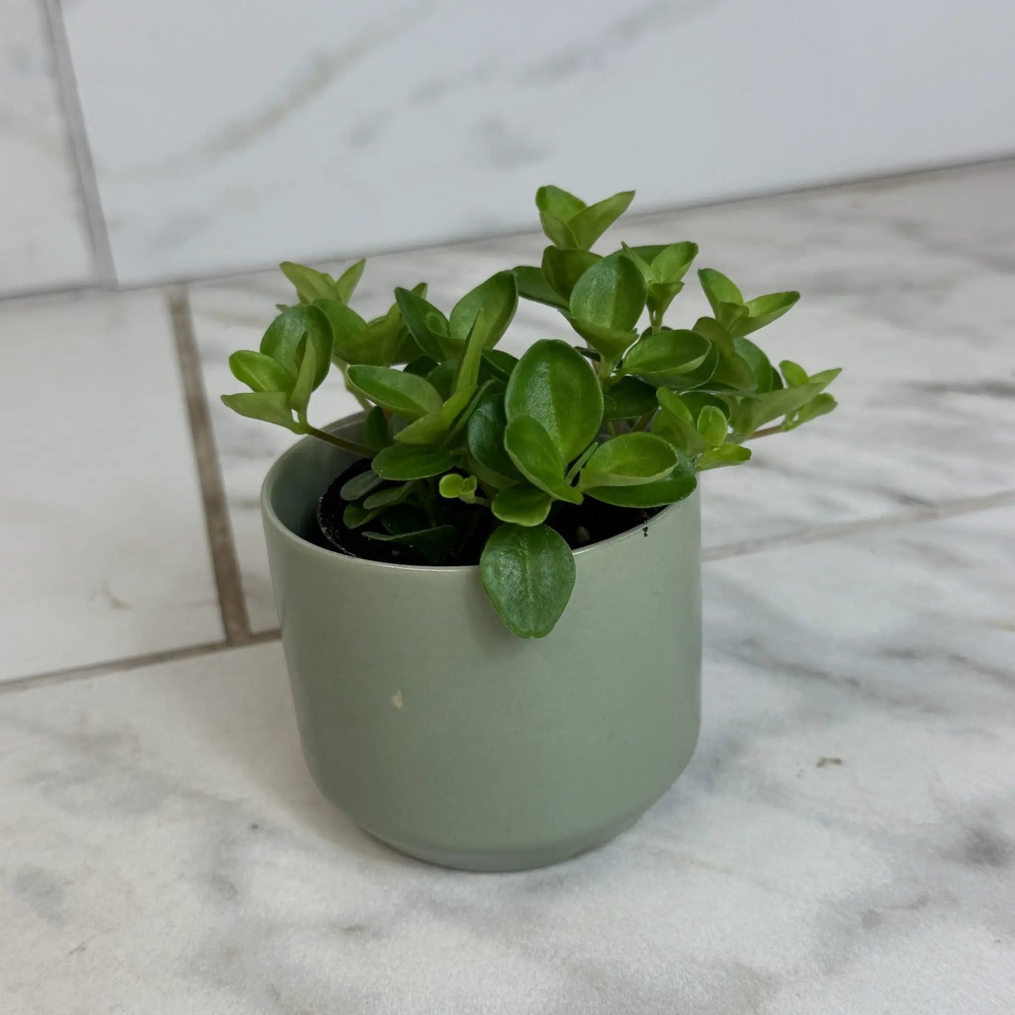 Peperomia Jitterbug 2 Inch Plant for Indoor Use
