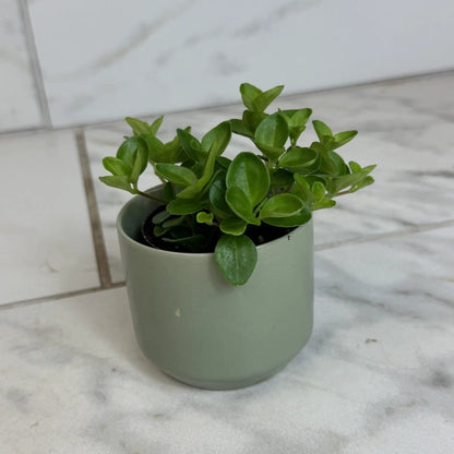 Peperomia Jitterbug 2 Inch Plant for Indoor Use