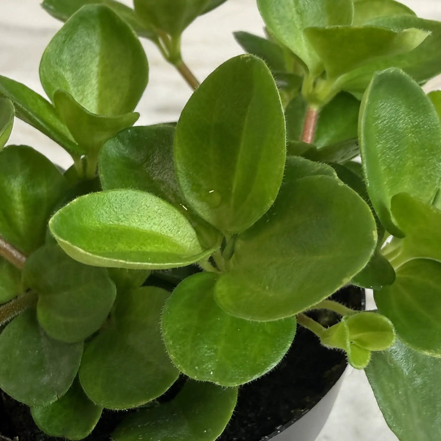 Peperomia Jitterbug 2 Inch Plant for Indoor Use