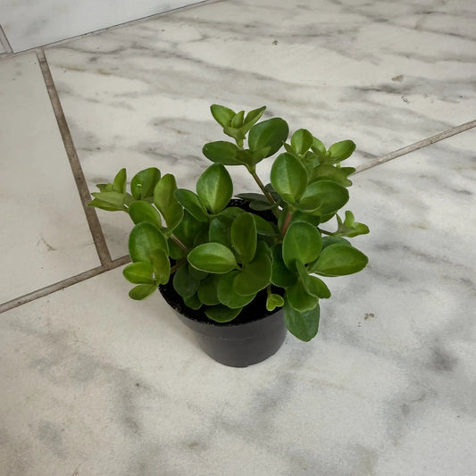Peperomia Jitterbug 2-in plant in black pot with glossy green leaves The Plant Farm® on Tampa Home & Garden Store