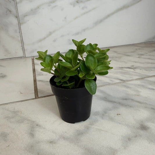 Peperomia Jitterbug 2in plant from The Plant Farm in a black pot with glossy green leaves on Tampa Home & Garden Store