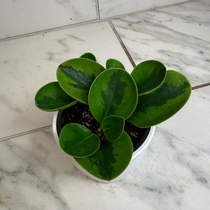 Peperomia Obtusifolia Lemon Lime, Planta de 4 pulgadas