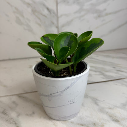 Peperomia Obtusifolia Lemon Lime, Planta de 4 pulgadas