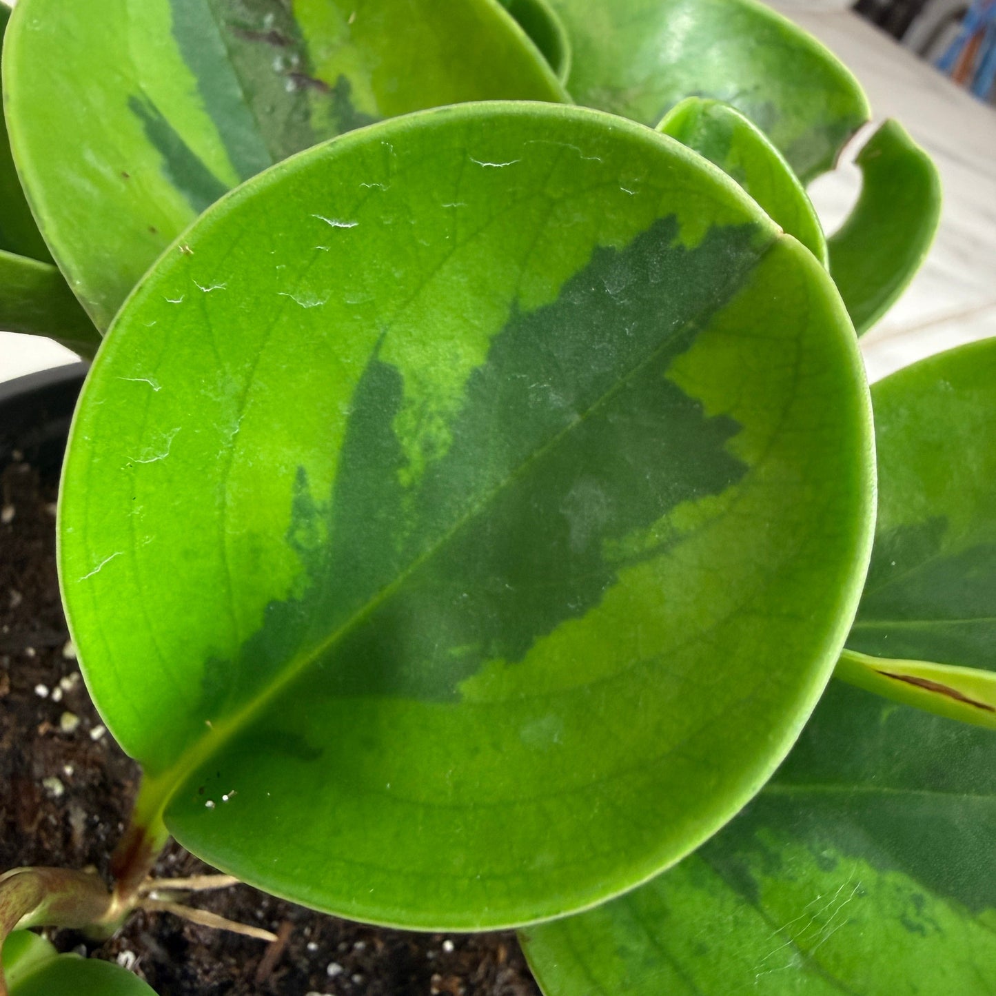 Peperomia Obtusifolia Lemon Lime, Planta de 4 pulgadas