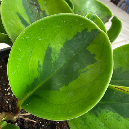 Peperomia Obtusifolia Lemon Lime, Planta de 4 pulgadas