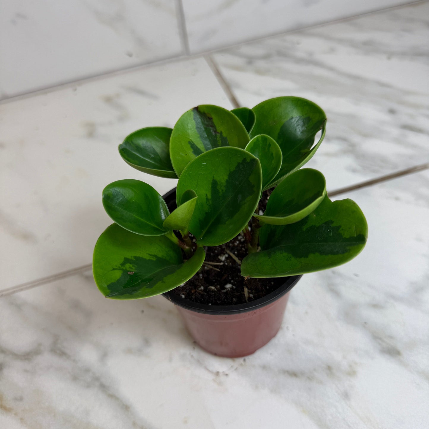 Peperomia Obtusifolia Lemon Lime, Planta de 4 pulgadas