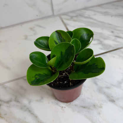 Peperomia Obtusifolia Lemon Lime, Planta de 4 pulgadas