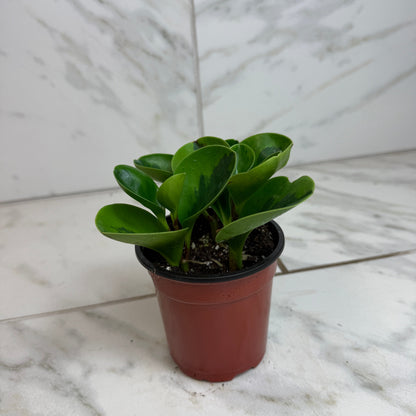Peperomia Obtusifolia Lemon Lime, Planta de 4 pulgadas