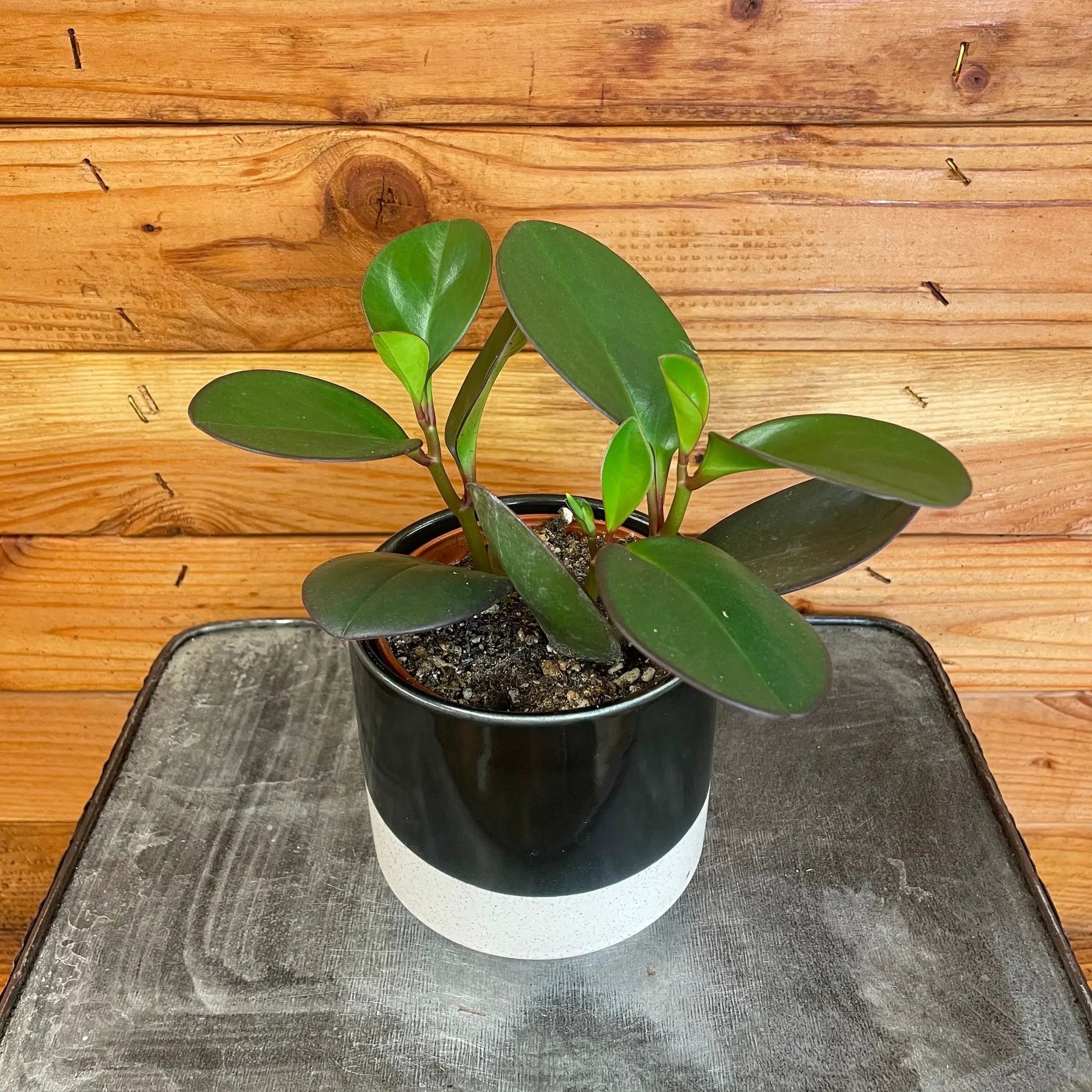 - image on Tampa Home & Garden Store