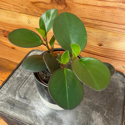- image on Tampa Home & Garden Store