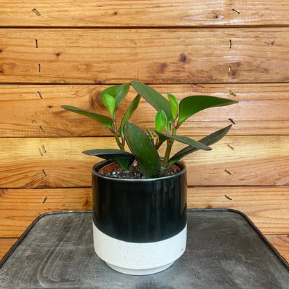 - image on Tampa Home & Garden Store