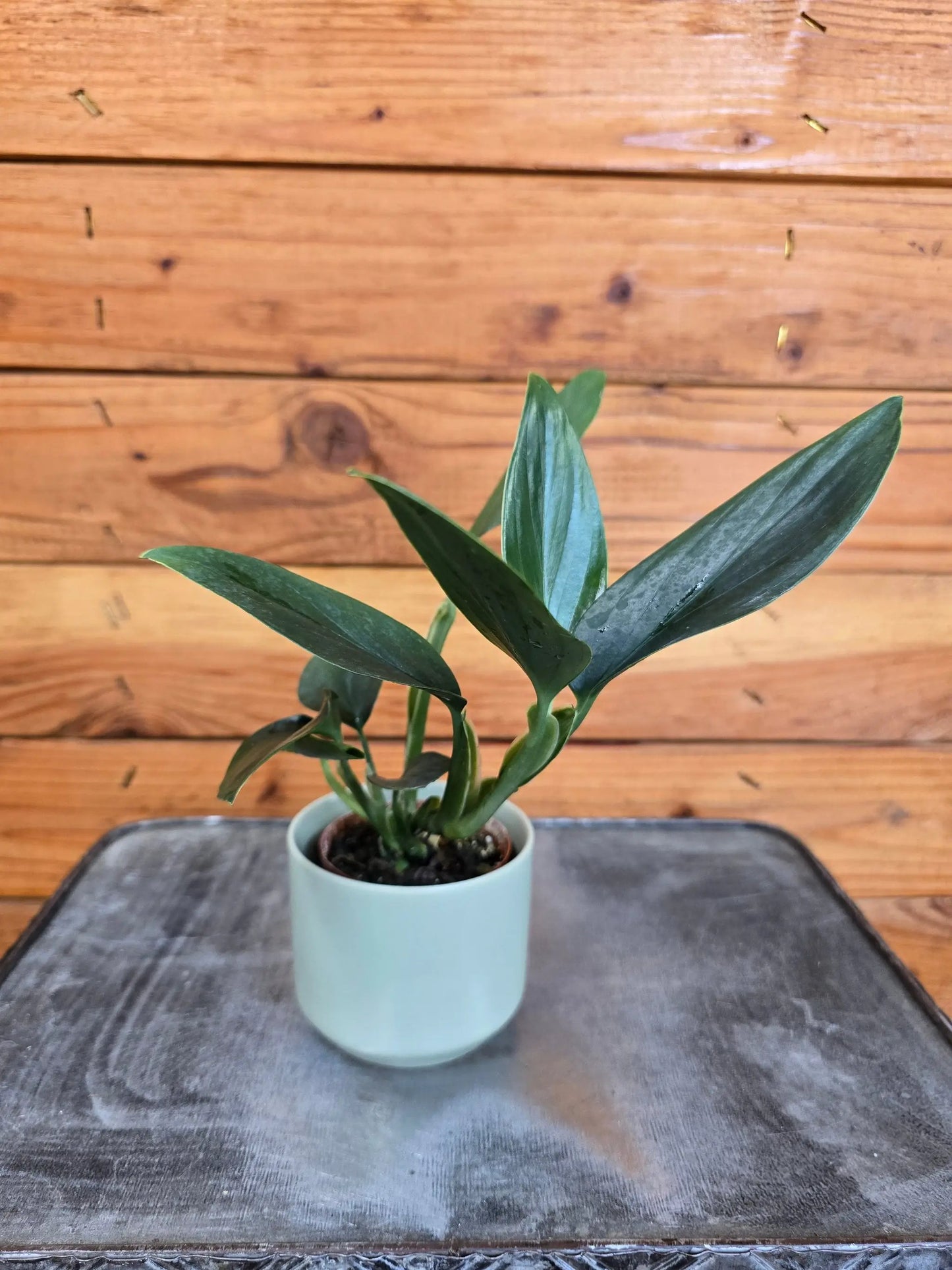 - image on Tampa Home & Garden Store