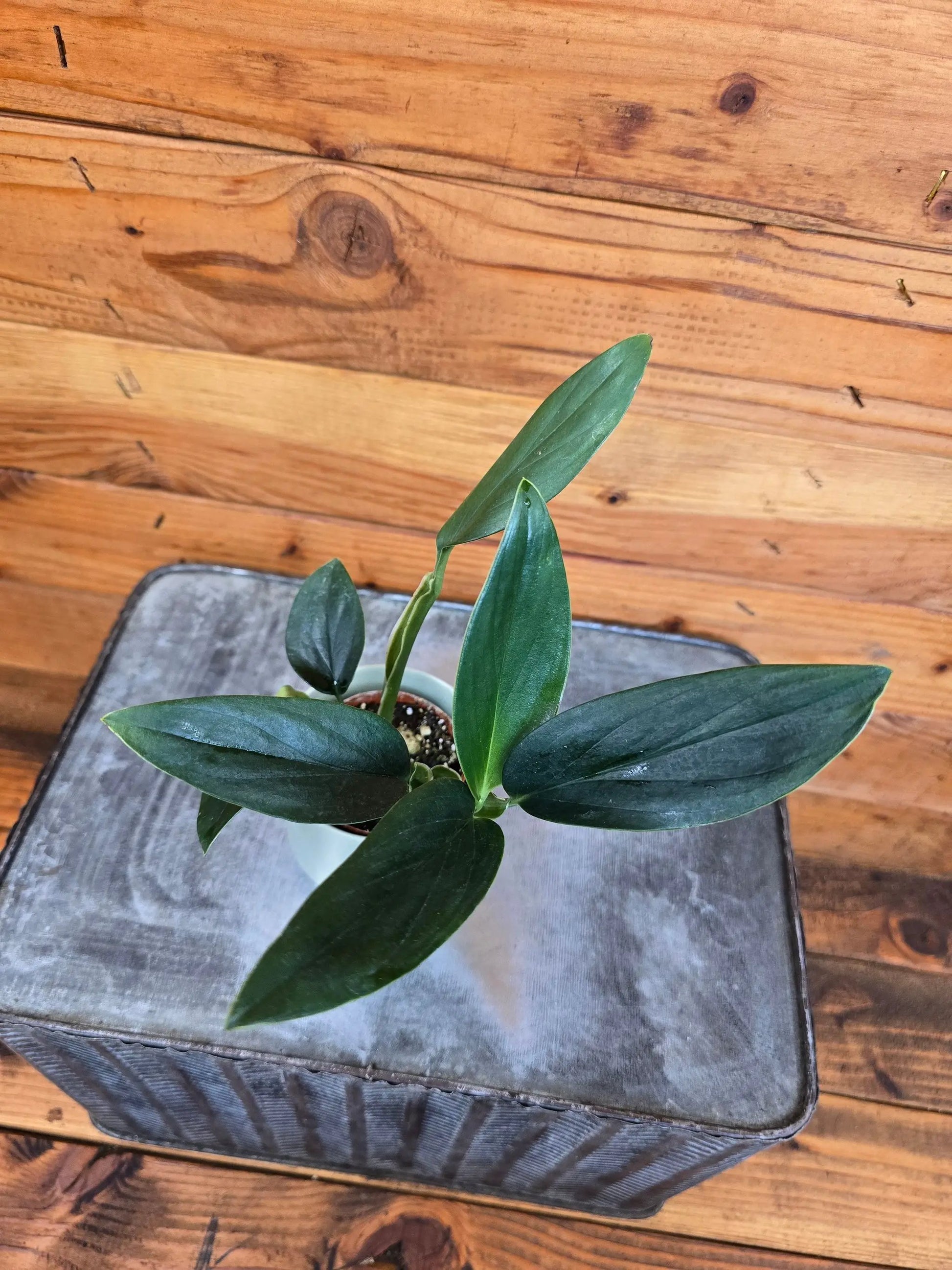 - image on Tampa Home & Garden Store