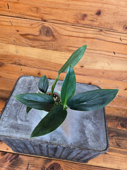 - image on Tampa Home & Garden Store