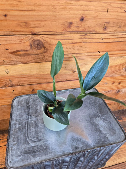 - image on Tampa Home & Garden Store