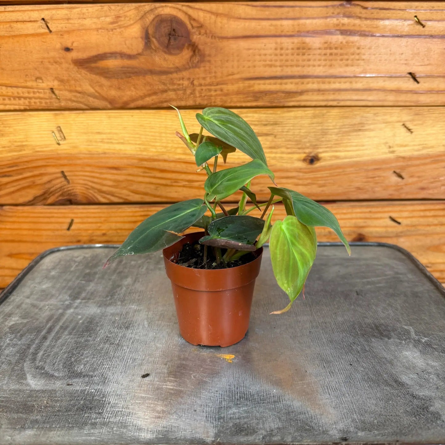 - image on Tampa Home & Garden Store