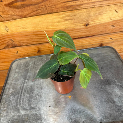 - image on Tampa Home & Garden Store