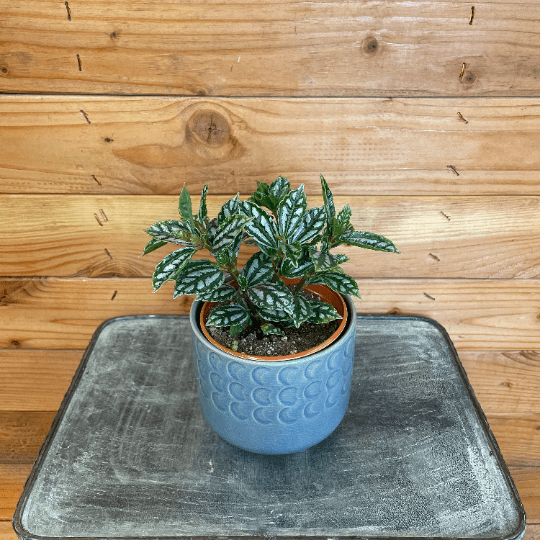 Pilea Cadierei Aluminium 4-inch plant in blue ceramic pot with silver variegated leaves on Tampa Home & Garden Store