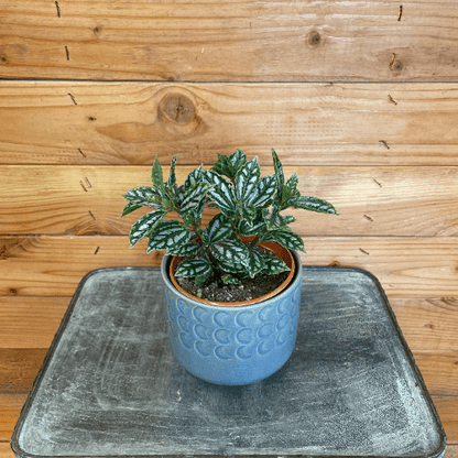 Pilea Cadierei Aluminium 4-inch plant in blue ceramic pot with silver variegated leaves on Tampa Home & Garden Store