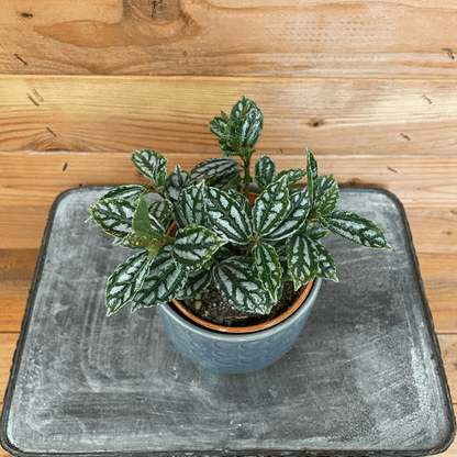 Pilea Cadierei Aluminium houseplant in blue ceramic pot with silver variegation The Plant Farm® on Tampa Home & Garden Store