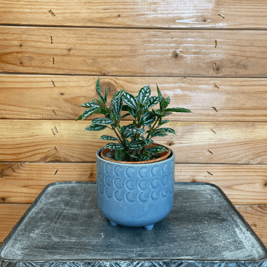 Pilea Cadierei Aluminium 4-inch houseplant in blue ceramic pot with patterned leaves on Tampa Home & Garden Store