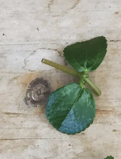 Pilea Espresso Cuttings X5 for Rare Plant Lovers