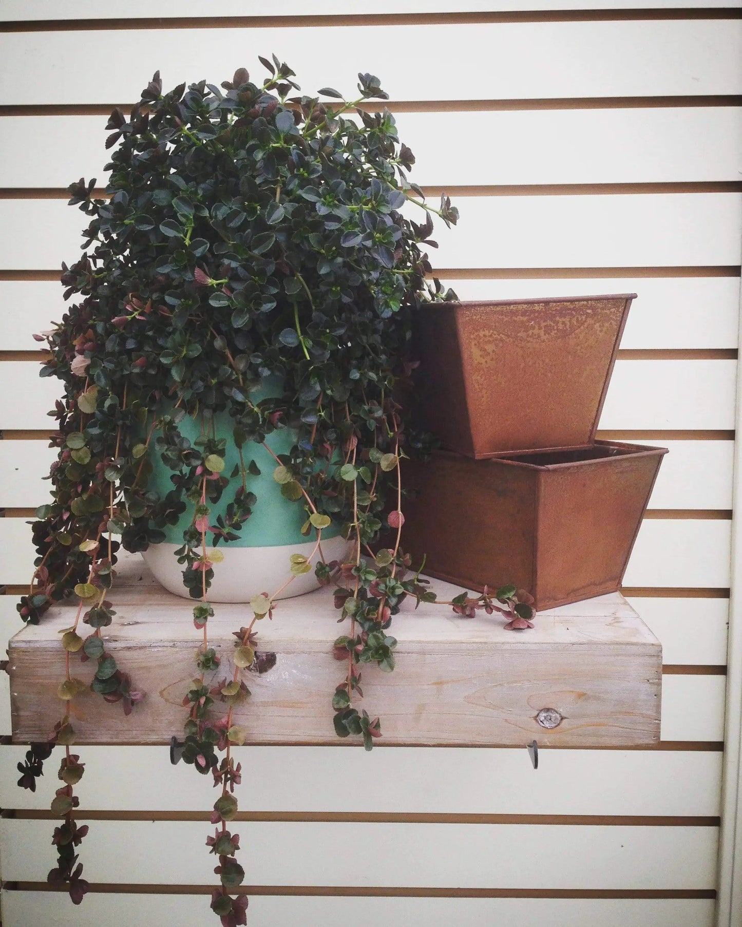 Pilea Espresso Cuttings X5 for Rare Plant Lovers