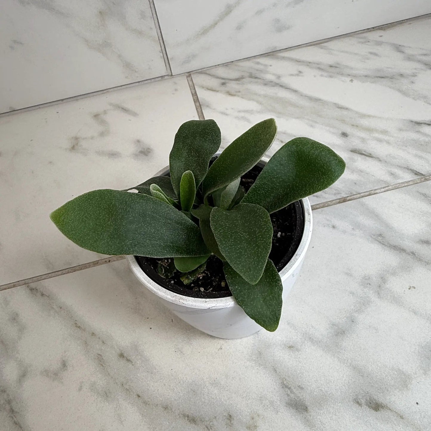 Platycerium Netherlands Staghorn Fern 4 Inch