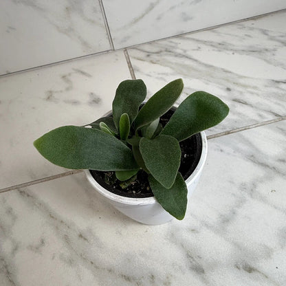 Platycerium Netherlands Staghorn Fern 4 Inch